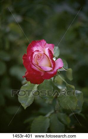 leaves, rose, flower, nature, blooming, blossoming, beauty View Large Photo Image Stock Image - leaves, rose, flower, nature, blooming, blossoming, beauty. Fotosearch