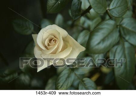 leaves, rose, flower, nature, blooming, blossoming View Large Photo Image Stock Photo - leaves, rose, flower, nature, blooming, blossoming. Fotosearch