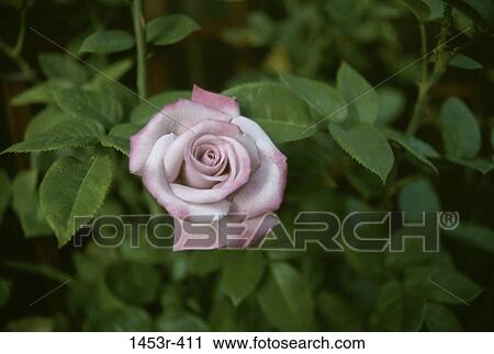leaves, silver, rose, flower, nature, blooming View Large Photo Image Stock Image - leaves, silver, rose, flower, nature, blooming. Fotosearch