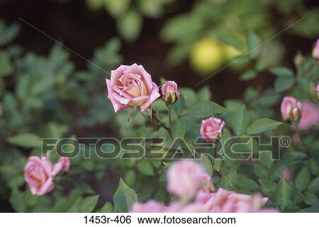 leaves, small, flowers, nature, roses View Large Photo Image Stock Photograph - leaves, small, flowers, nature, roses. Fotosearch