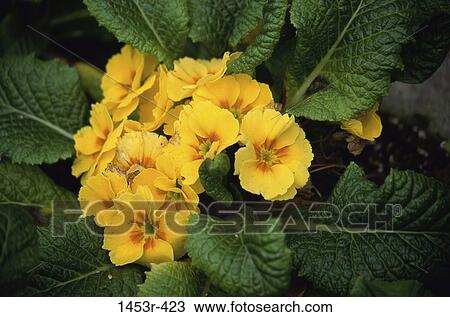 leaves, yellow, flowers, cluster, nature, blooming View Large Photo Image Stock Image - leaves, yellow, flowers, cluster, nature, blooming. Fotosearch