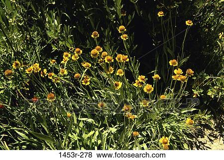leaves, yellow, flowers, cluster, nature, foliage View Large Photo Image Stock Photo - leaves, yellow, flowers, cluster, nature, foliage. Fotosearch