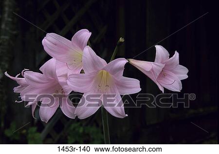 Lilies View Large Photo Image Stock Image - Lilies. Fotosearch