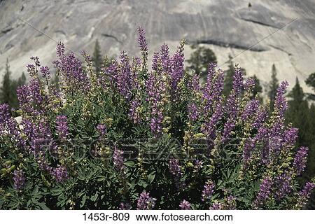 Lupines View Large Photo Image Stock Photo - Lupines. Fotosearch