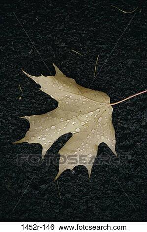Maple Leaf View Large Photo Image Stock Photograph - Maple Leaf. Fotosearch