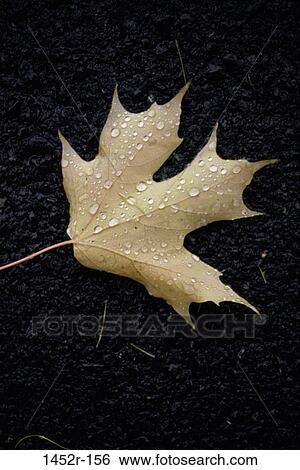Maple Leaf View Large Photo Image Stock Photograph - Maple Leaf. Fotosearch