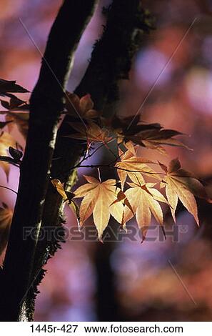 Maple Leaves View Large Photo Image Stock Photo - Maple Leaves. Fotosearch