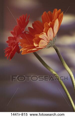 Stock Photography - orange, daisies, flowers, nature, blooming, blossoming. Fotosearch