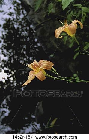 Orange Lilies View Large Photo Image Stock Photo - Orange Lilies. Fotosearch