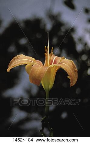 Picture - Orange Lily. Fotosearch