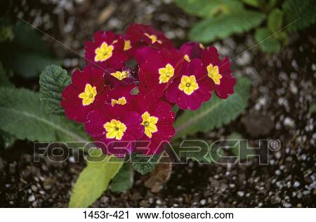 overhead, flowers, bright, cluster, nature, blooming View Large Photo Image Stock Image - overhead, flowers, bright, cluster, nature, blooming. Fotosearch