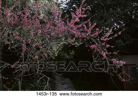 Peach Tree View Large Photo Image Stock Photography - Peach Tree. Fotosearch
