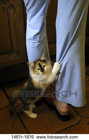 people, woman, kitten, cat, pet, body parts, legs View Large Photo Image Stock Photograph - people, woman, kitten, cat, pet, body parts, legs. Fotosearch