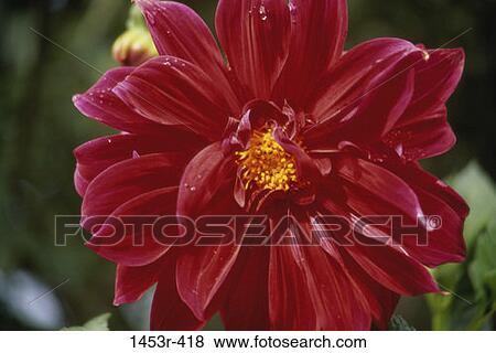 pink, flower, nature, blooming, blossoming, detail View Large Photo Image Stock Photo - pink, flower, nature, blooming, blossoming, detail. Fotosearch
