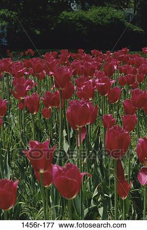 pink, tulips, flowers, nature, blooming, blossoming View Large Photo Image Stock Photo - pink, tulips, flowers, nature, blooming, blossoming. Fotosearch