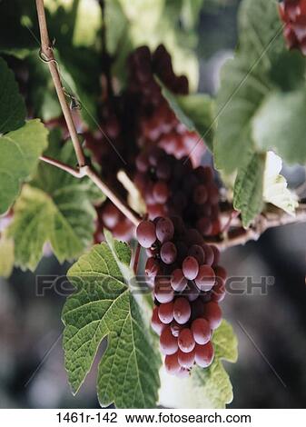 Pinot Noir Grapes View Large Photo Image Stock Image - Pinot Noir Grapes. Fotosearch