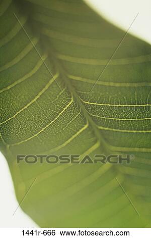 plant, blur, nature, leaf, detail, Plants various View Large Photo Image Stock Photograph - plant, blur, nature, leaf, detail, Plants various. Fotosearch