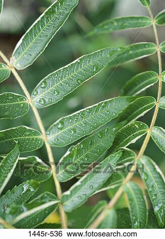 plant, leaves, green, water, dew, nature, droplets View Large Photo Image Stock Photograph - plant, leaves, green, water, dew, nature, droplets. Fotosearch