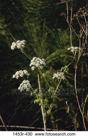 plant, nature, blooming, blossoming, growth, stalks View Large Photo Image Stock Image - plant, nature, blooming, blossoming, growth, stalks. Fotosearch