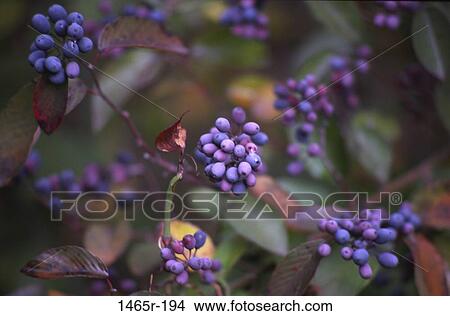 plant, purple, nature, growth, growing, berries View Large Photo Image Picture - plant, purple, nature, growth, growing, berries. Fotosearch