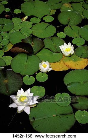 Stock Photo - plants, floating, water, crowded, lilies, water lilies, flowers. Fotosearch