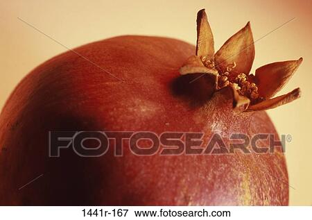 Pomegranate View Large Photo Image Stock Photo - Pomegranate. Fotosearch