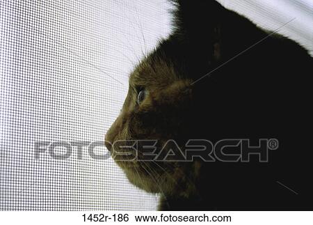 Stock Photograph - profile, window, cat, looking, watching, waiting. Fotosearch