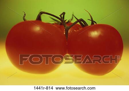 red, healthy, round, vegetables, vine, food View Large Photo Image Picture - red, healthy, round, vegetables, vine, food. Fotosearch