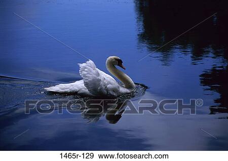 reflection, swim, swan, floating, water, ripples, graceful View Large Photo Image Stock Photo - reflection, swim, swan, floating, water, ripples, graceful. Fotosearch
