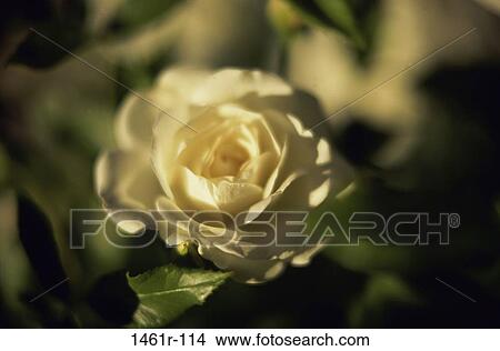 rose, flower, nature, beauty, delicate, Flowers roses View Large Photo Image Picture - rose, flower, nature, beauty, delicate, Flowers roses. Fotosearch