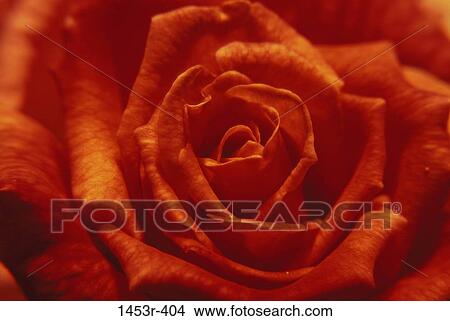 Picture - rose, flower, nature, blooming, blossoming, detail. Fotosearch