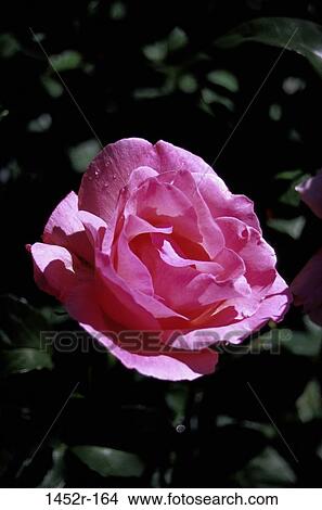 Picture - Rose. Fotosearch