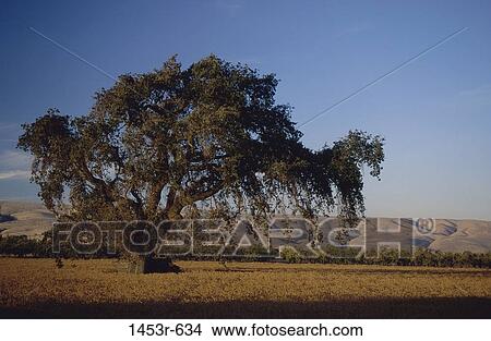 Santa Clara Valley, California, USA View Large Photo Image Picture - Santa Clara Valley, California, USA. Fotosearch