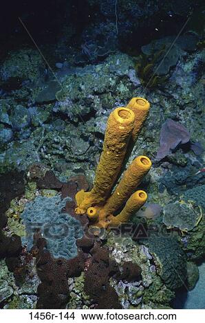 sea, yellow, coral, animal, hollow, tube View Large Photo Image Picture - sea, yellow, coral, animal, hollow, tube. Fotosearch