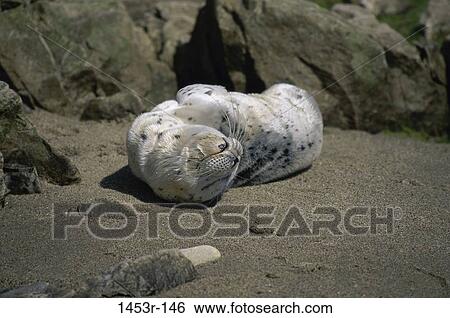 Stock Photograph - Seal. Fotosearch