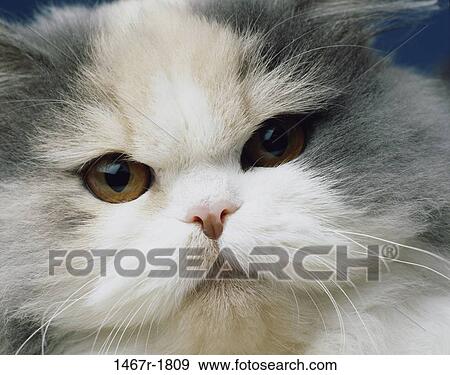 staring, cat, detail, animal, fluffy View Large Photo Image Stock Photo - staring, cat, detail, animal, fluffy. Fotosearch