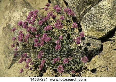 Stock Image - sunlight, flowers, purple, cluster, nature, rocks. Fotosearch