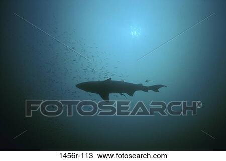 swim, floating, swimming, shark, silhouette, animal View Large Photo Image Stock Image - swim, floating, swimming, shark, silhouette, animal. Fotosearch