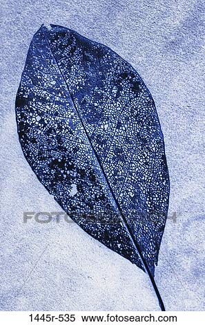 tree, blue, nature, leaf, detail, holes View Large Photo Image Stock Photography - tree, blue, nature, leaf, detail, holes. Fotosearch