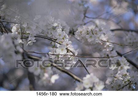 tree, flowers, nature, branches, blooming, blossoming View Large Photo Image Stock Image - tree, flowers, nature, branches, blooming, blossoming. Fotosearch