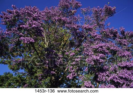 tree, flowers, nature, flowering, spring, detail View Large Photo Image Stock Photograph - tree, flowers, nature, flowering, spring, detail. Fotosearch