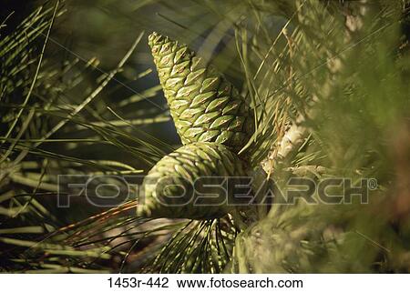 tree, green, nature, cones, detail, needles View Large Photo Image Stock Image - tree, green, nature, cones, detail, needles. Fotosearch