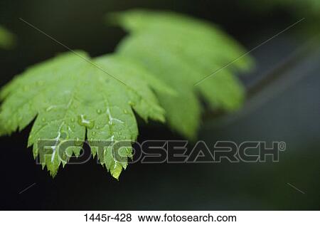 tree, leaves, blur, water, nature, droplets View Large Photo Image Stock Photo - tree, leaves, blur, water, nature, droplets. Fotosearch