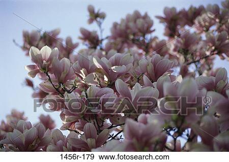 Stock Photo - tree, pink, nature, blooming, blossoming, growth. Fotosearch