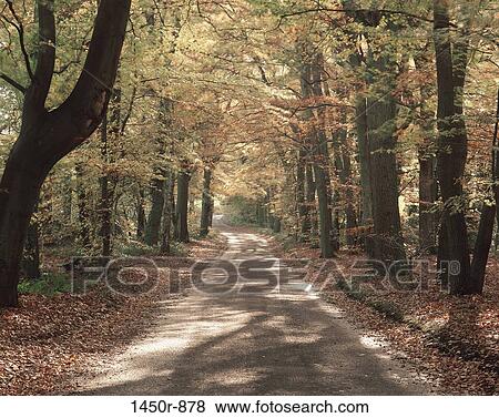 trees, road, narrow, deserted, rural, autumn View Large Photo Image Stock Photo - trees, road, narrow, deserted, rural, autumn. Fotosearch