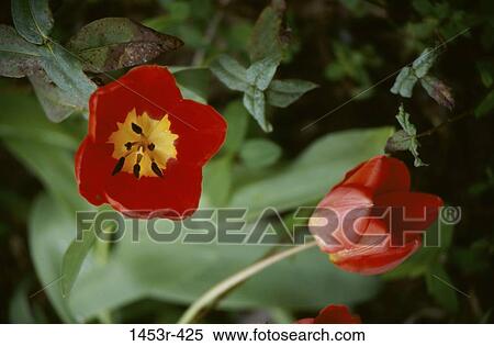 Tulips View Large Photo Image Stock Photography - Tulips. Fotosearch