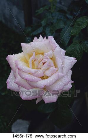 water, dew, rose, flower, nature, droplets, blooming View Large Photo Image Stock Photo - water, dew, rose, flower, nature, droplets, blooming. Fotosearch