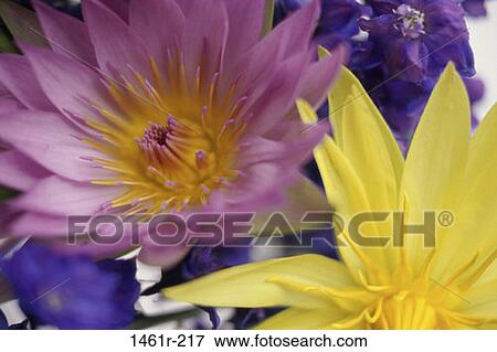 Water Lilies View Large Photo Image Stock Photo - Water Lilies. Fotosearch