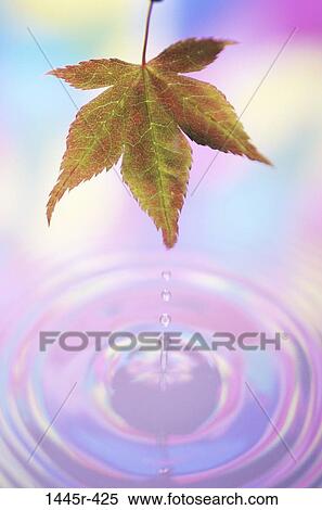 water, ripples, autumn, hanging, nature, droplets View Large Photo Image Stock Photography - water, ripples, autumn, hanging, nature, droplets. Fotosearch