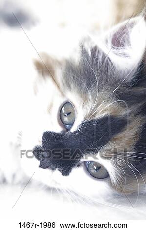whiskers, kitten, cat, innocent, animal, indoors View Large Photo Image Stock Photograph - whiskers, kitten, cat, innocent, animal, indoors. Fotosearch